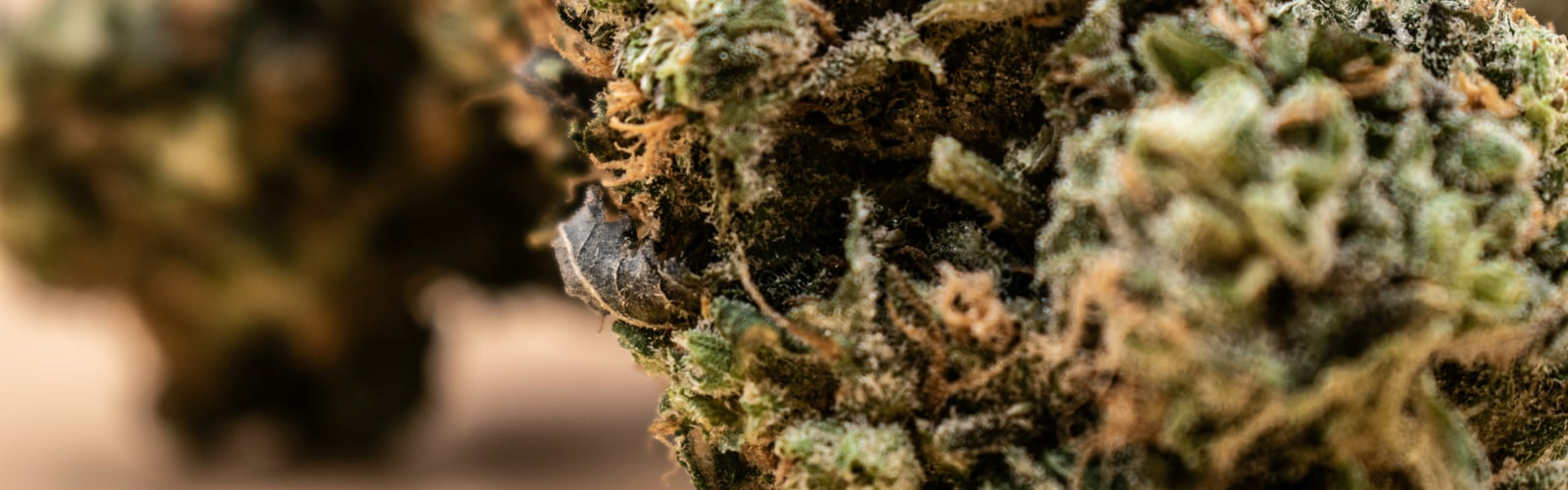 Chancen und Alternativen Cannabis